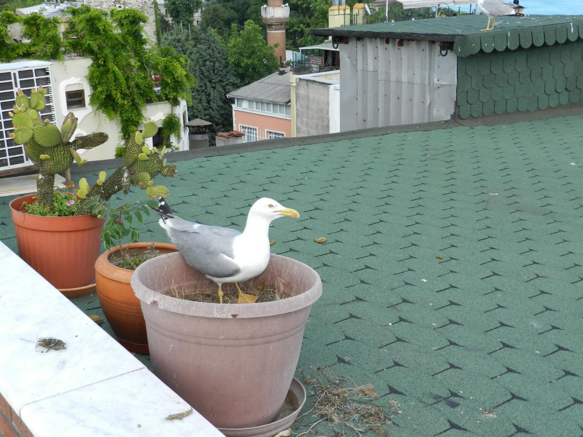 Berk Guest House - Grandma'S House اسطنبول المظهر الخارجي الصورة